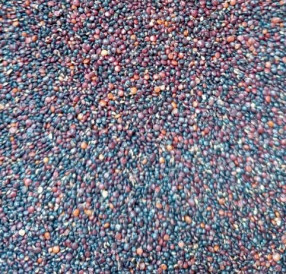 Hạt quinoa đen Peru/ Nam Mỹ